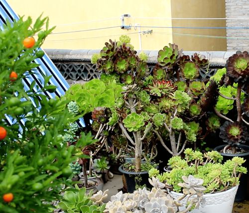 响铃草、 镰草：快速聚财，风水吉祥