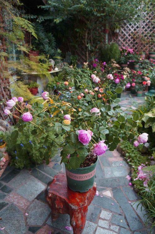 月季花快递来后先换盆再缓苗，这样Zuo对植物生长有影响吗？