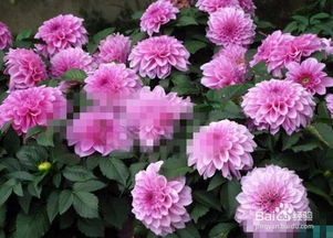 大丽花种球如何正确种植和进行日常栽培管理