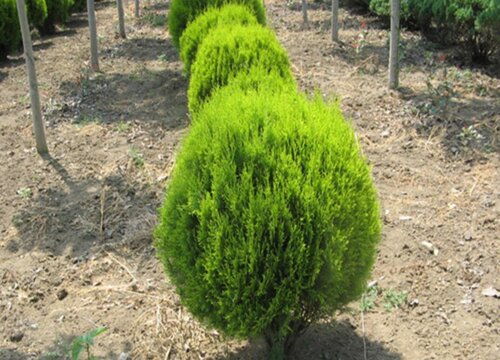 洒金柏：美丽与耐寒并存