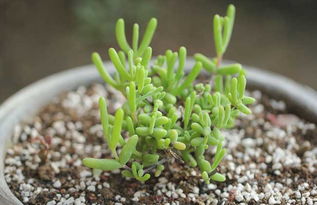 夏天修剪， 就像给小宝贝洗澡