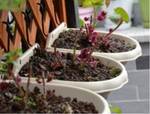 百日红种植方法中，如何避免病虫害对植株造成损害