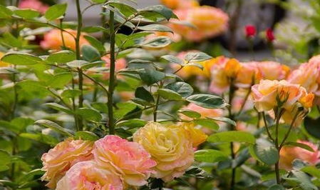 月季，花中皇后