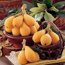 枇杷树耐寒大揭秘：低温下的生存挑战