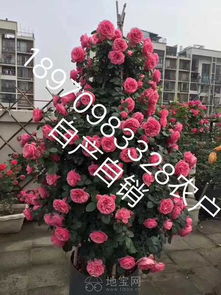 月季花球供应商家，kan这里！