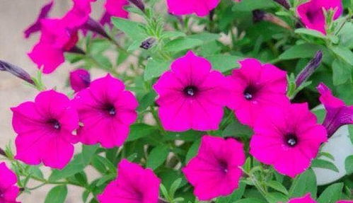 矮牵牛品种大盘点