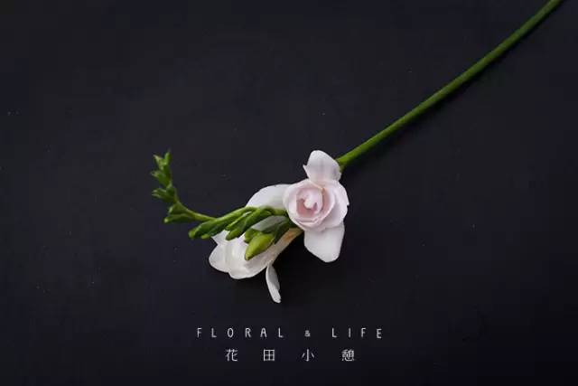 香雪兰的毒性对家养宠物有影响吗？如何确保种植安全