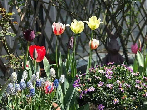 种花心得：花池里种啥Zui靓眼？