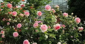 月季花在秋季扦插成活率较高