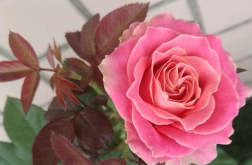 处女座月季的花香之谜