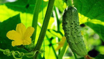 传统谚语告诉我们：萝卜黄瓜， 八月当家