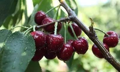 桃金娘的种植之地