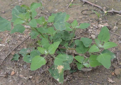 物理防除，简单有效的方法