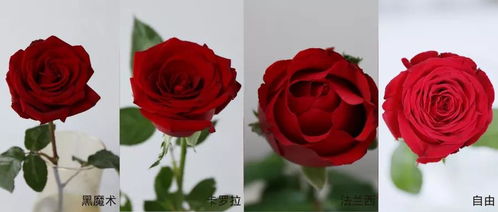 如何让插在花瓶里的玫瑰永葆鲜艳？