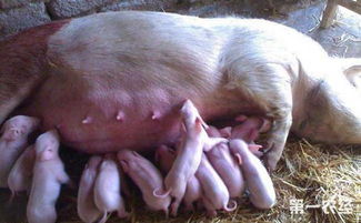 如何根据母猪各阶段科学搭配饲料配方，确保其营养均衡？