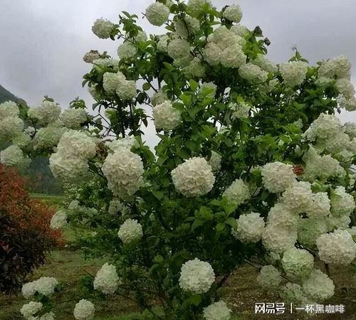 细节决定成败，花朵繁茂，花期长