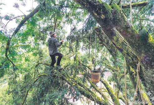 北方地区棕榈树果实成熟时间