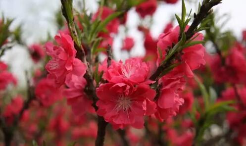 云藤，绿意盎然的美丽