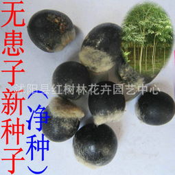 浸泡种子，是不是简单呢？