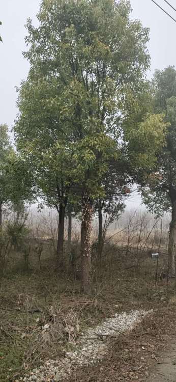 香樟树高大挺拔，枝叶繁茂