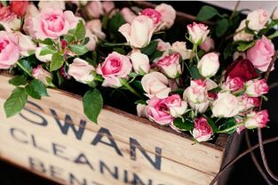 白色康乃馨，离别的牵挂，爱情凋零的温柔寄语