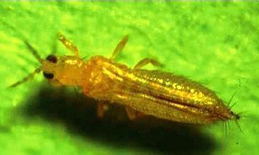 温室大棚蓟马的烦恼，高氯甲维盐和吡虫啉Neng否解忧？