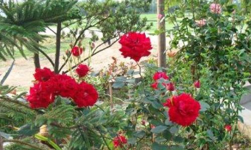 一、 没有根的玫瑰花如何存活