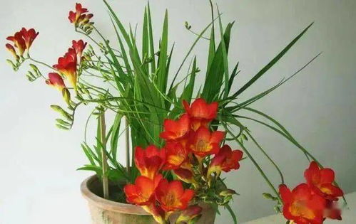 球根类讲究「张弛有度」：