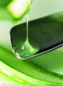 第四步：芦荟在医疗方面的应用
