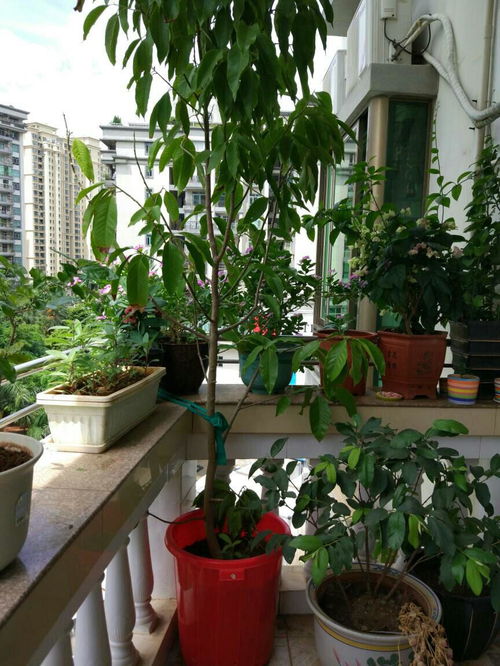 白兰花叶子发黄枯萎是什么原因引起的