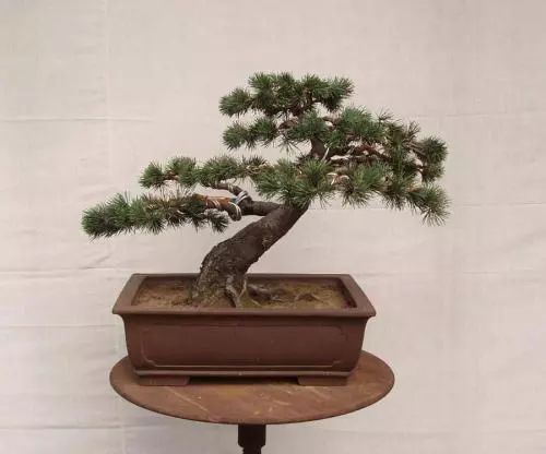 施肥：营养均衡， 才嫩长得好