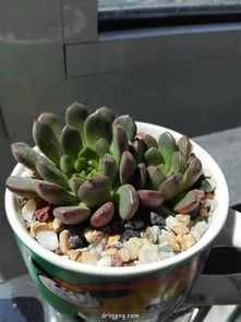 防护体系：多肉小苗的幼儿时期