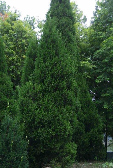 三、 圆柏的生长环境