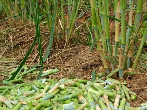 皇竹草：生长快， 产量高，改善土壤