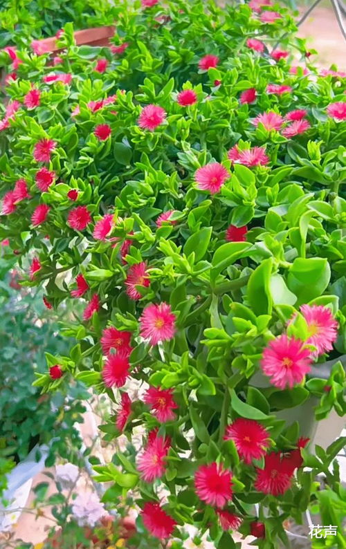 炎炎夏日 40℃高温下的花海奇观