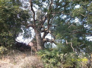 樟树的药用价值