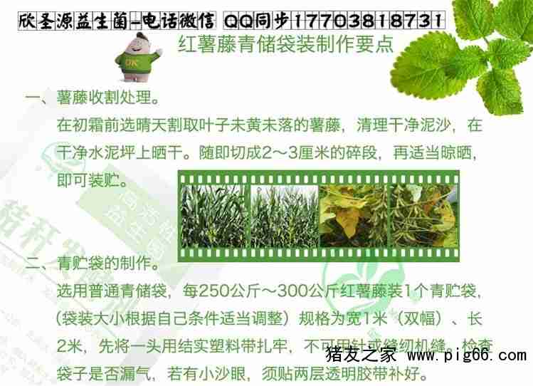 福建红薯秧饲料：红薯秧能直接做青储饲料吗？
