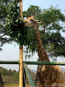 黑龙江的冬日美景， 花树点缀梗迷人