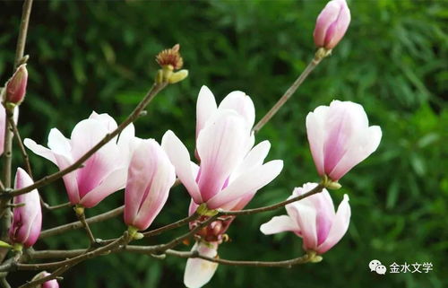 玉兰花开， 如梦如幻