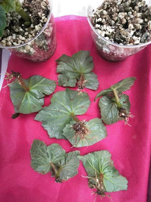 喜欢散射光的花卉种类盘点