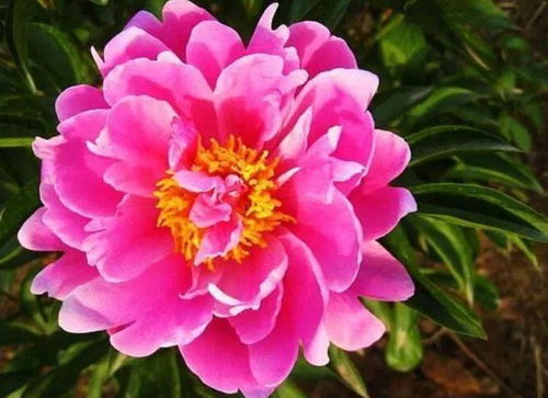 芍药盛开， 沈阳植物园里美不胜收