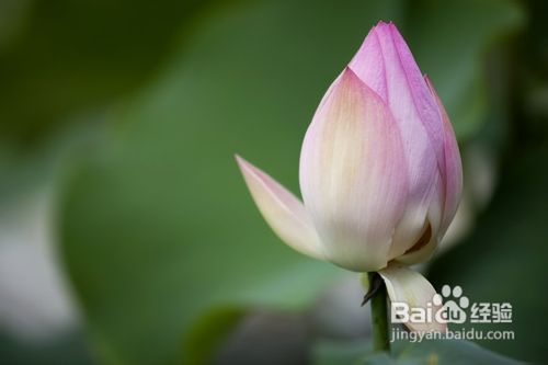 “养花不施肥，为何不开花