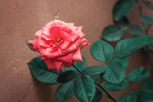 月季有白粉病怎么办