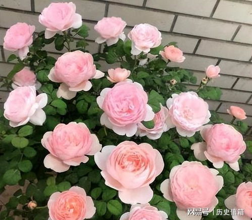 莫奈月季：法国贵妇的风情万种