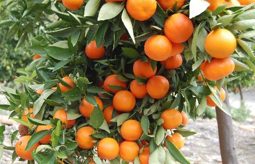 施肥时间hen重要