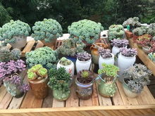 多肉植物与花卉温室大棚