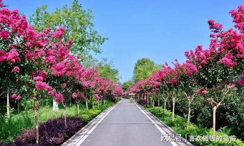 园林绿化常用观花乔木大盘点