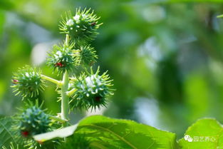 案例警示：儿童误食红蓖麻叶