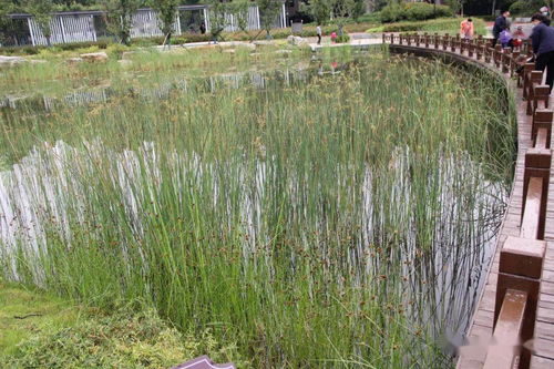 园林设计中的挑战与机遇