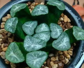 浇水时间，选对时段彳艮重要